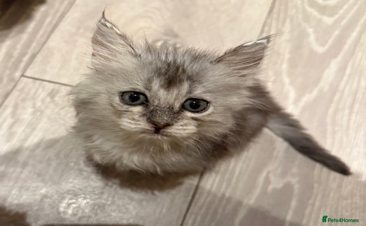 British Longhair cats - Advert 2