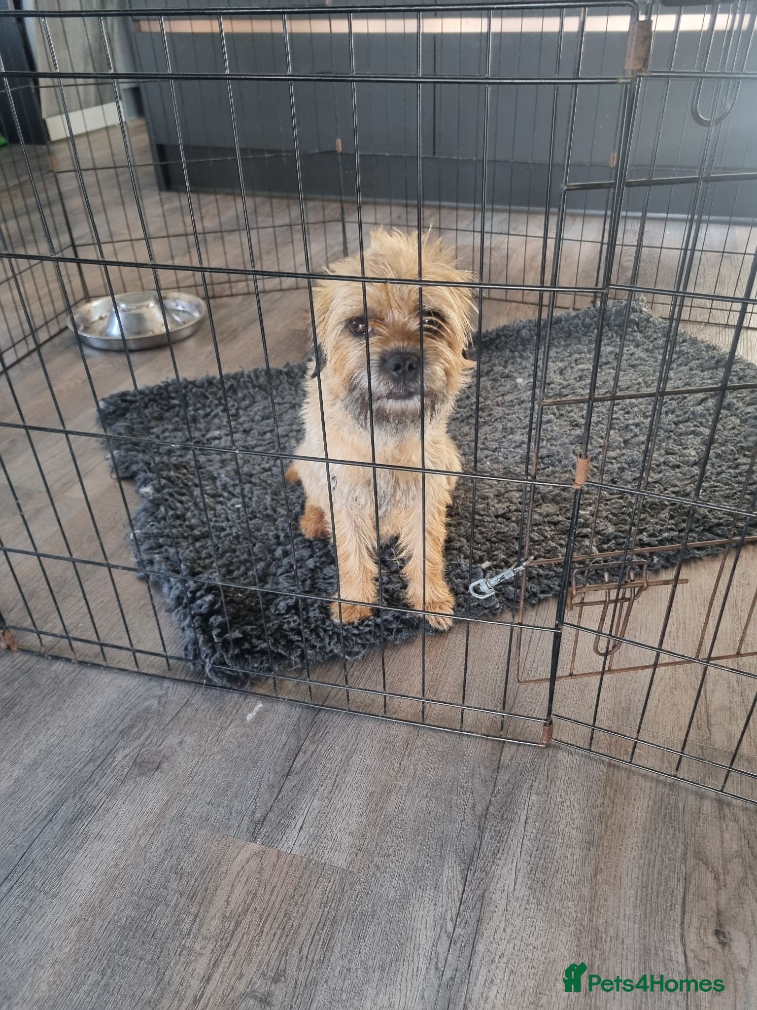 Border Terrier dogs Beautiful Border Terrier Puppies - Advert 1