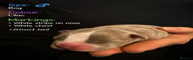 Boston Terrier 1