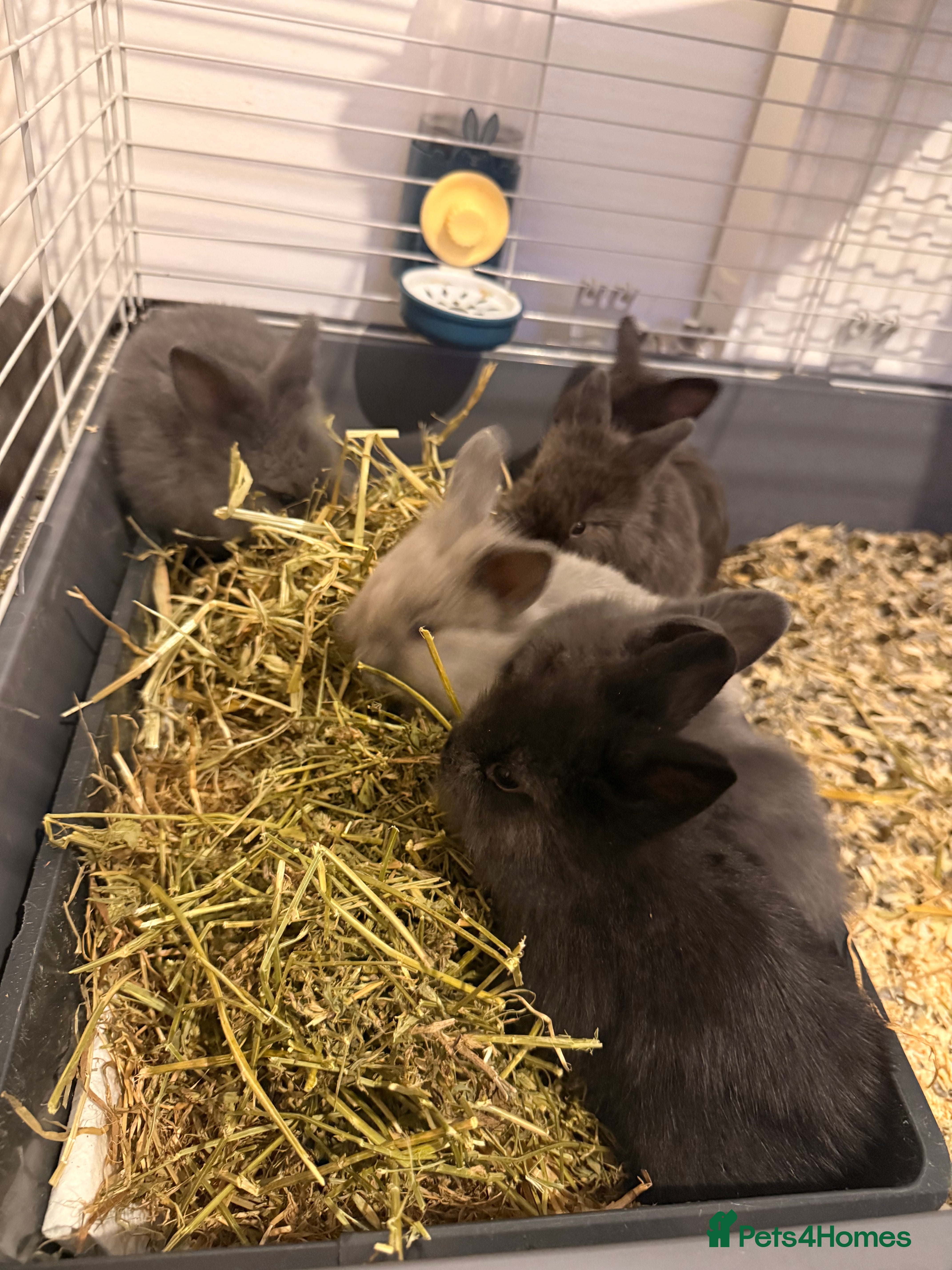 Lionhead rabbits Lionhead  - Advert 1