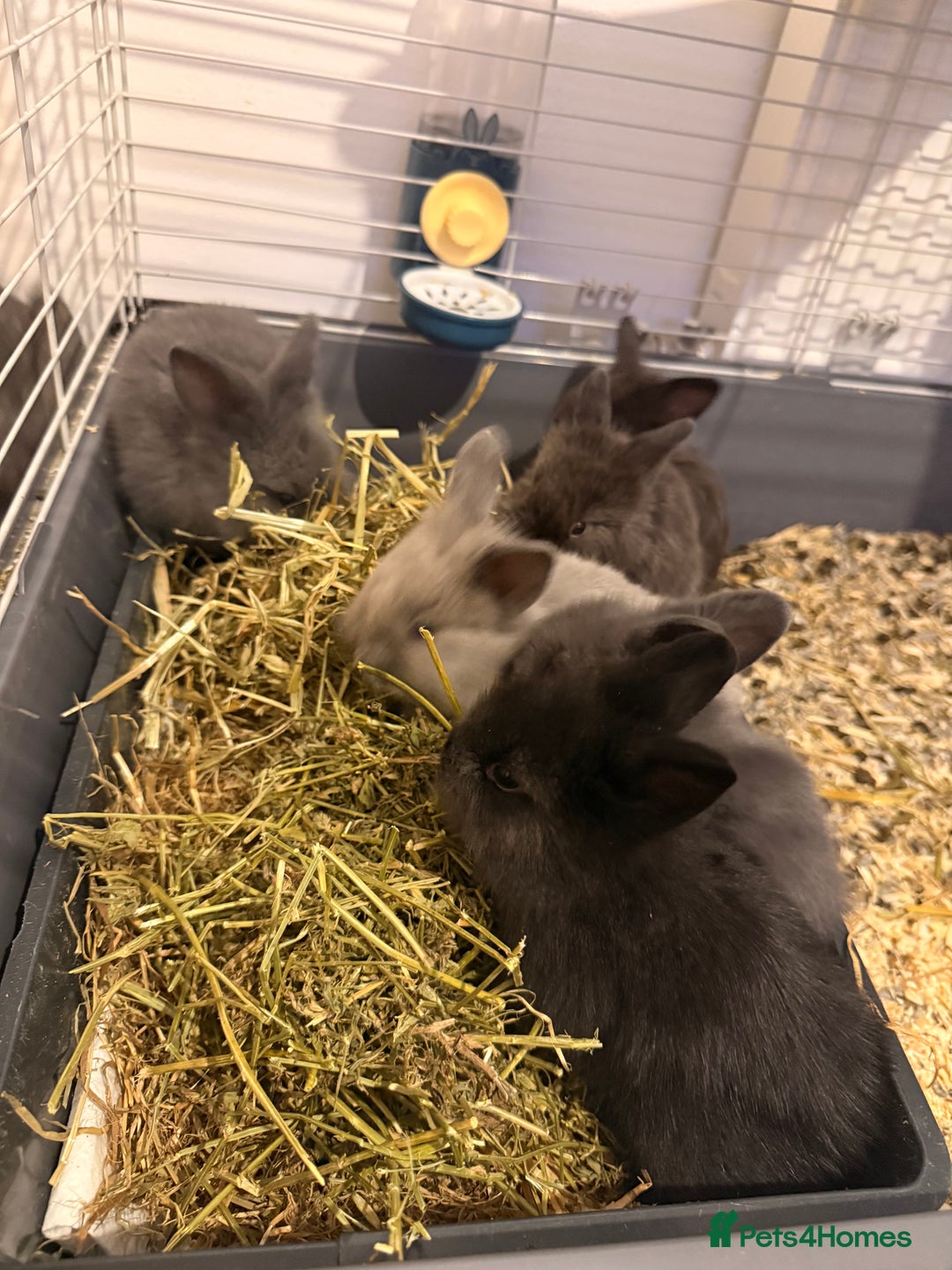 Lionhead rabbits for sale: Lionhead  - Advert 1