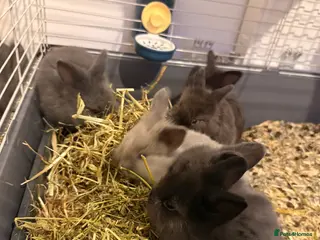 Lionhead rabbits Lionhead - Advert 4