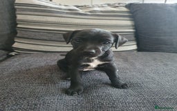 Patterjack dogs for sale: 2 black patterjack puppies left! - Image 4