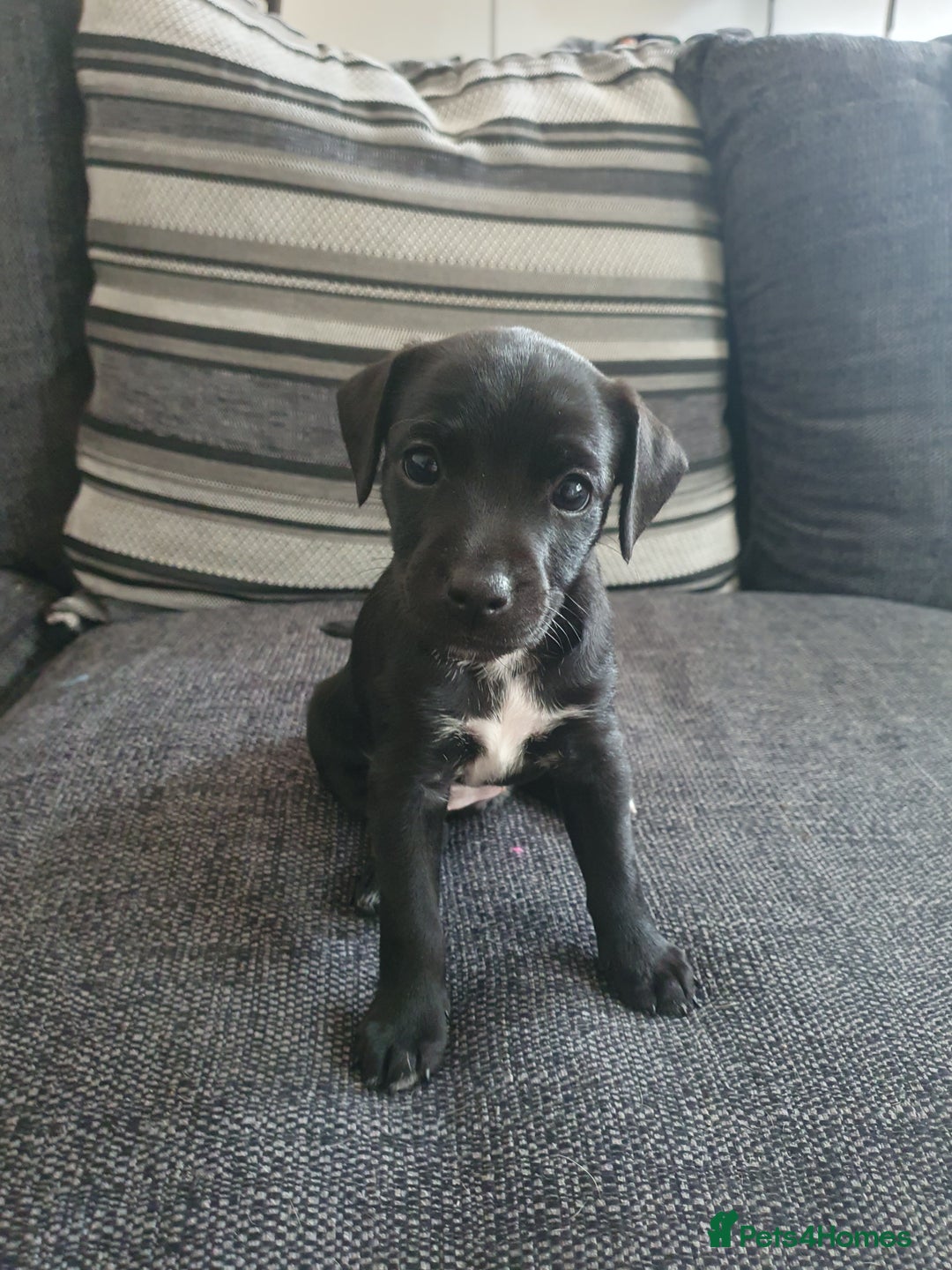 Patterjack dogs for sale: 2 black patterjack puppies left! - Image 4