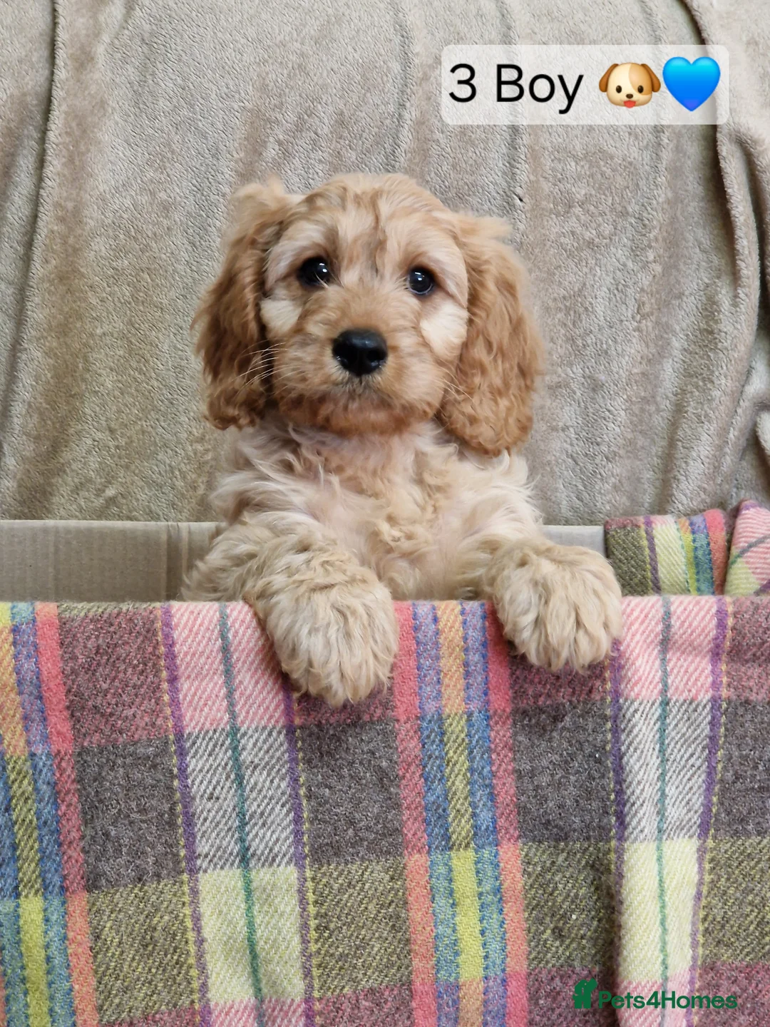 Cavapoo dogs for sale: Cavapoo Bundles of Joy 🥰 - Advert 10