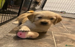 Golden Retriever dogs for sale: Golden Retriever Puppies (3 x Females Available) - Image 6