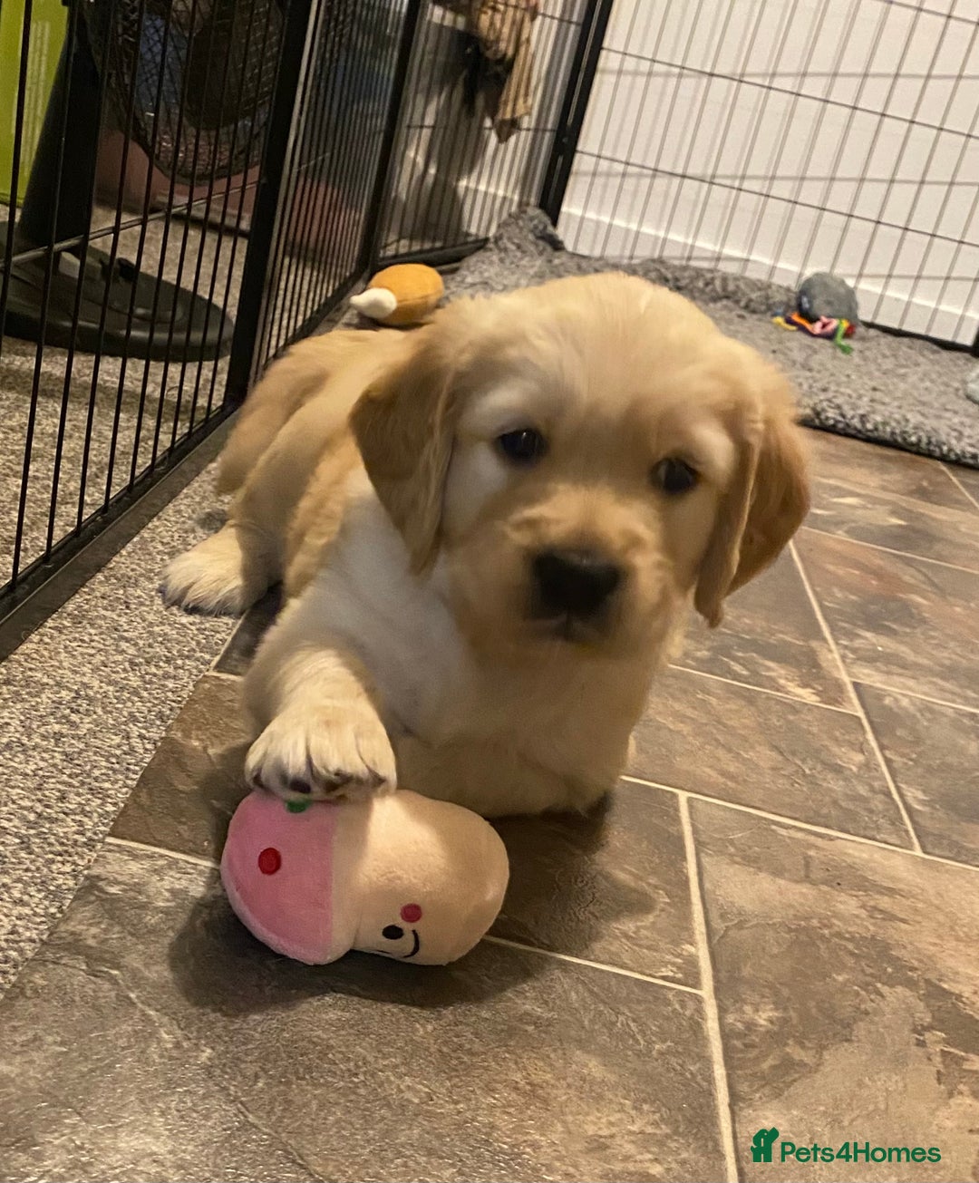 Golden Retriever dogs for sale: Golden Retriever Puppies (3 x Females Available) - Image 6