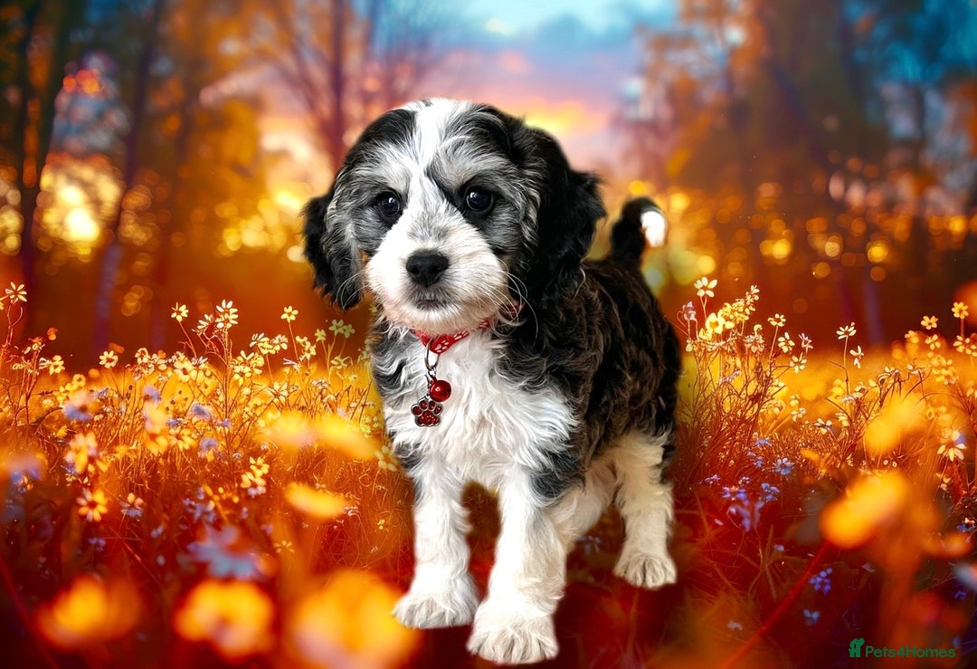 Cockapoo dogs for sale: ⭐️RARE Silver Phantom, VET ✅ & DNA CLEAR Cockapoo - Image 3
