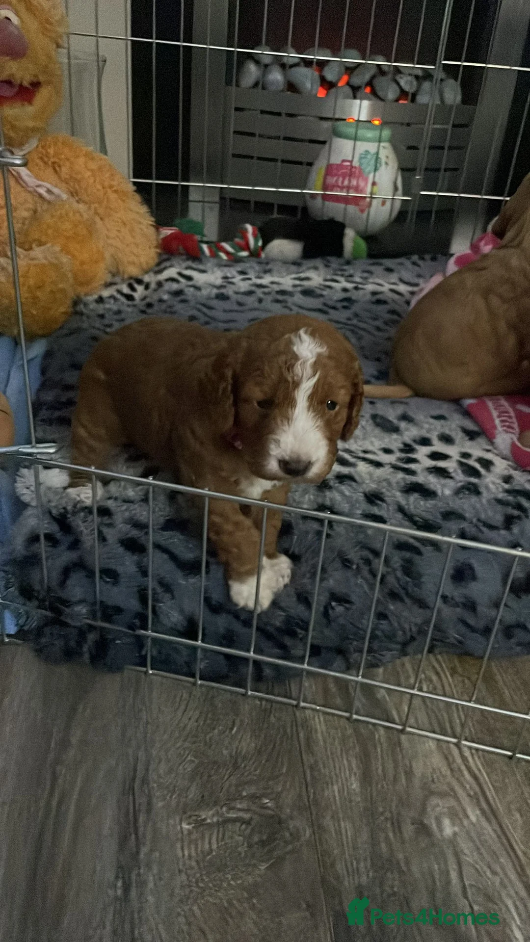 Cockapoo dogs for stud: 100% Proven F1 Fox Red Cockapoo, Stud only in Kirkcaldy - Advert 19