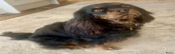 Cavalier King Charles Spaniel dogs for sale: KC Cavalier King Charles puppies - Advert 2