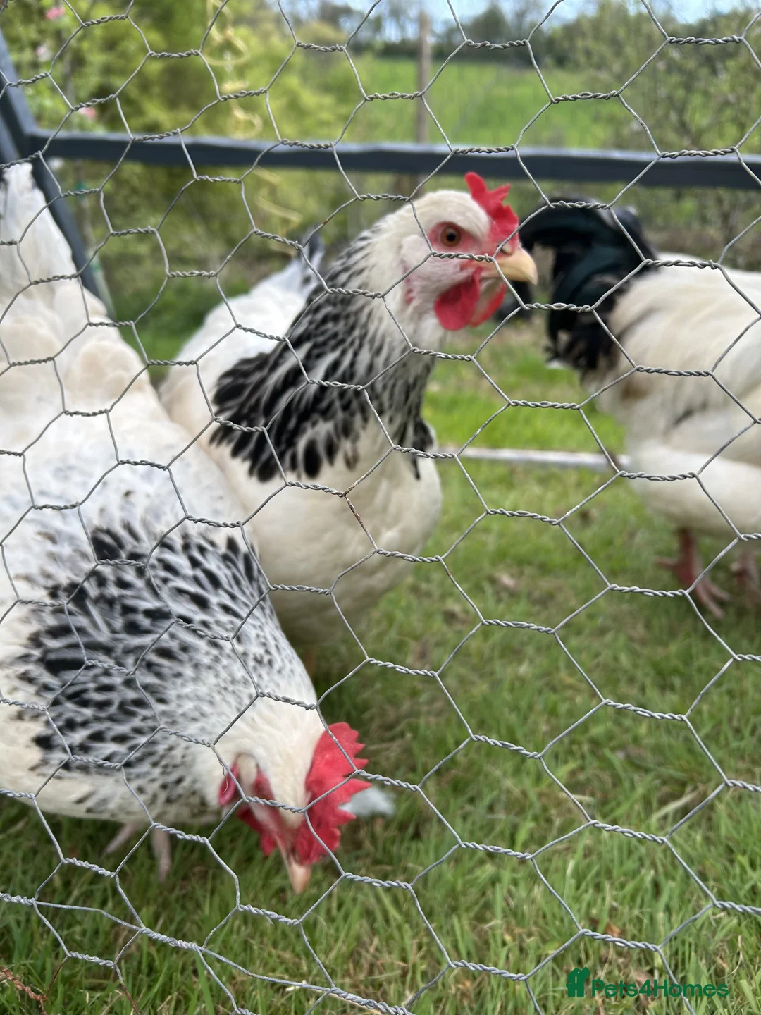 Chickens poultry for sale: Beautiful Light sussex chicks - Advert 5