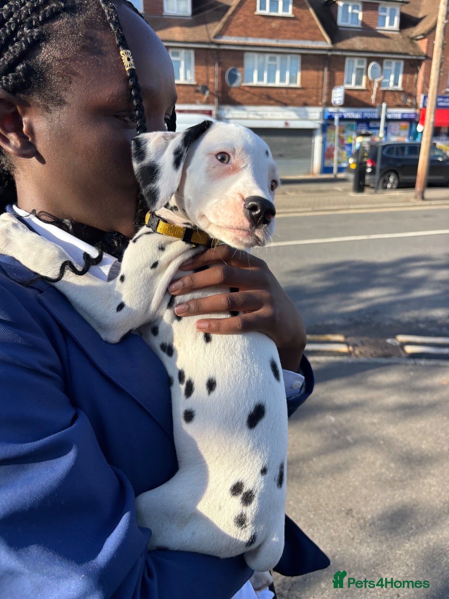 Dalmatian dogs 🐾 2 Female KC Dalmatian Puppies left 🐾 - Advert 8