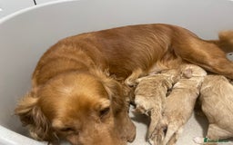 Cockapoo dogs for sale: Pra clear f1 cockpoo - Image 2