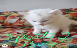British Shorthair cats for sale: White SHD Kittens for sale - Image 14