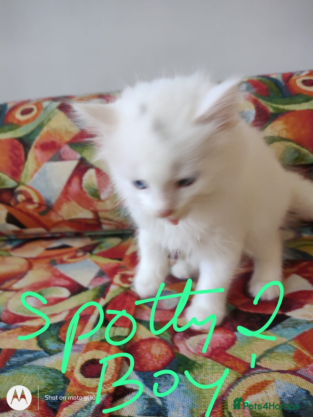 British Shorthair cats for sale: White SHD Kittens for sale - Image 14