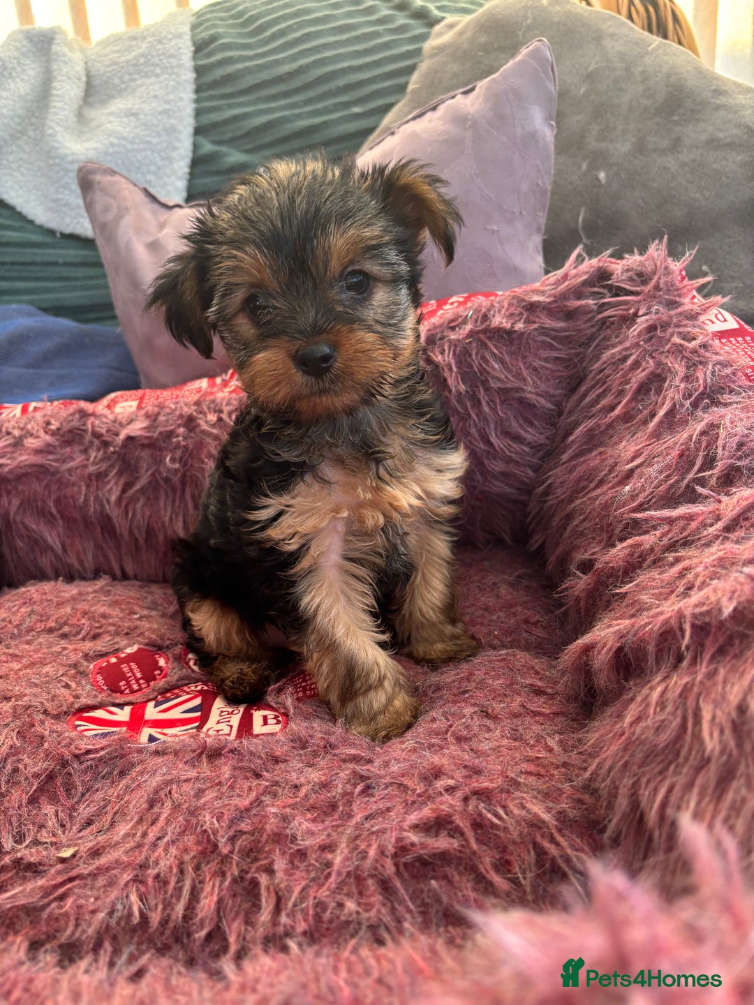 Yorkshire Terrier dogs for sale: Stunning Yorkshire terriers - Image 19
