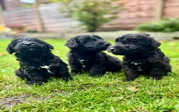 Bedlington Terrier dogs for sale: Stunning Bedlington Terrier puppies  - Image 1