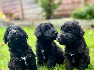 Bedlington Terrier dogs - Advert 2