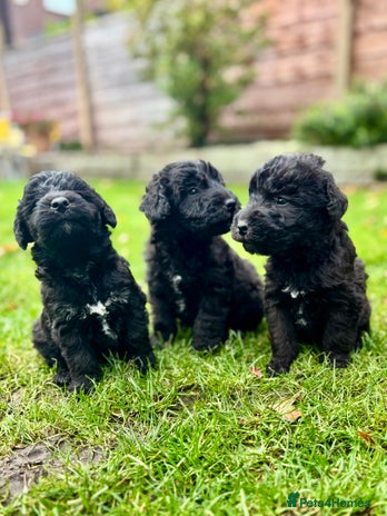 Bedlington Terrier dogs - Advert 1