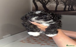 Mixed Breed dogs for sale: My beautiful Cavapoo Angie has given birth! 🐶🥰 - Image 10