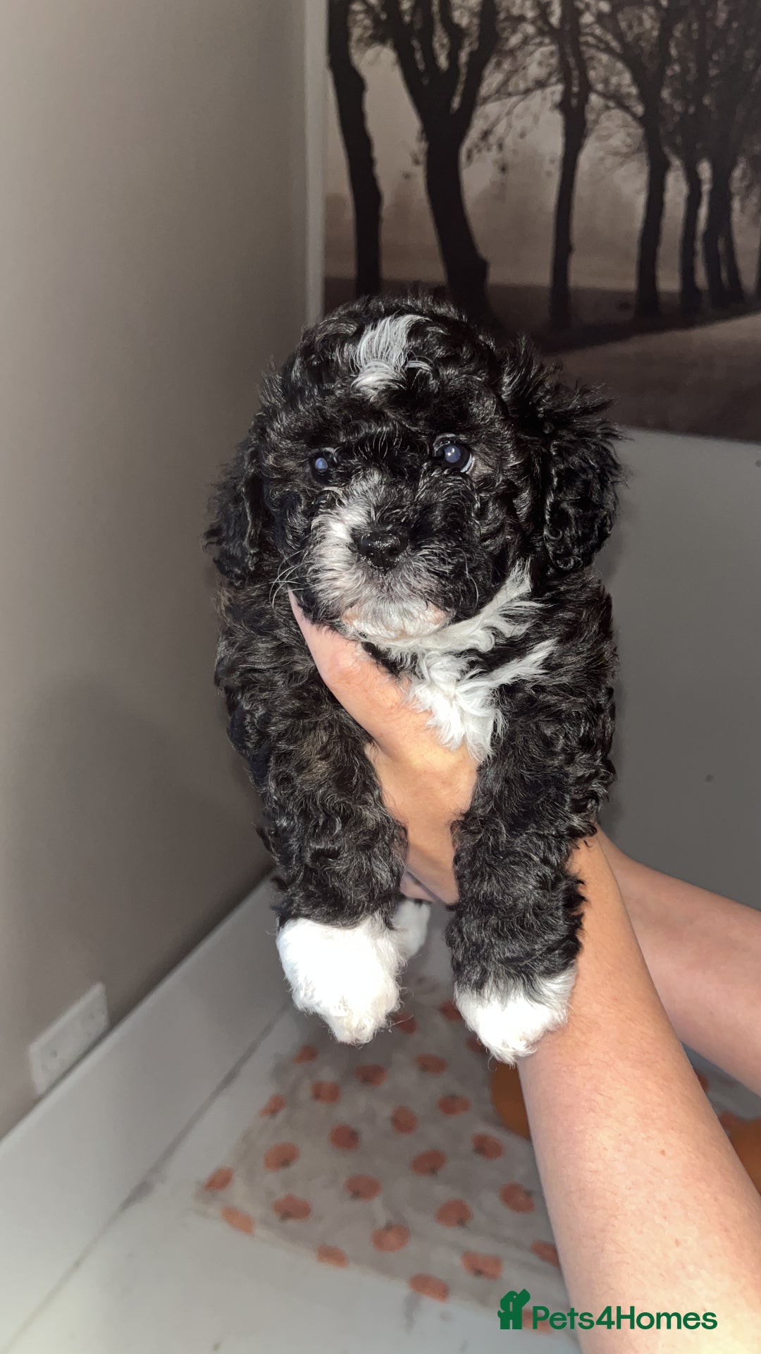 Mixed Breed dogs for sale: My beautiful Cavapoo Angie has given birth! 🐶🥰 - Image 10