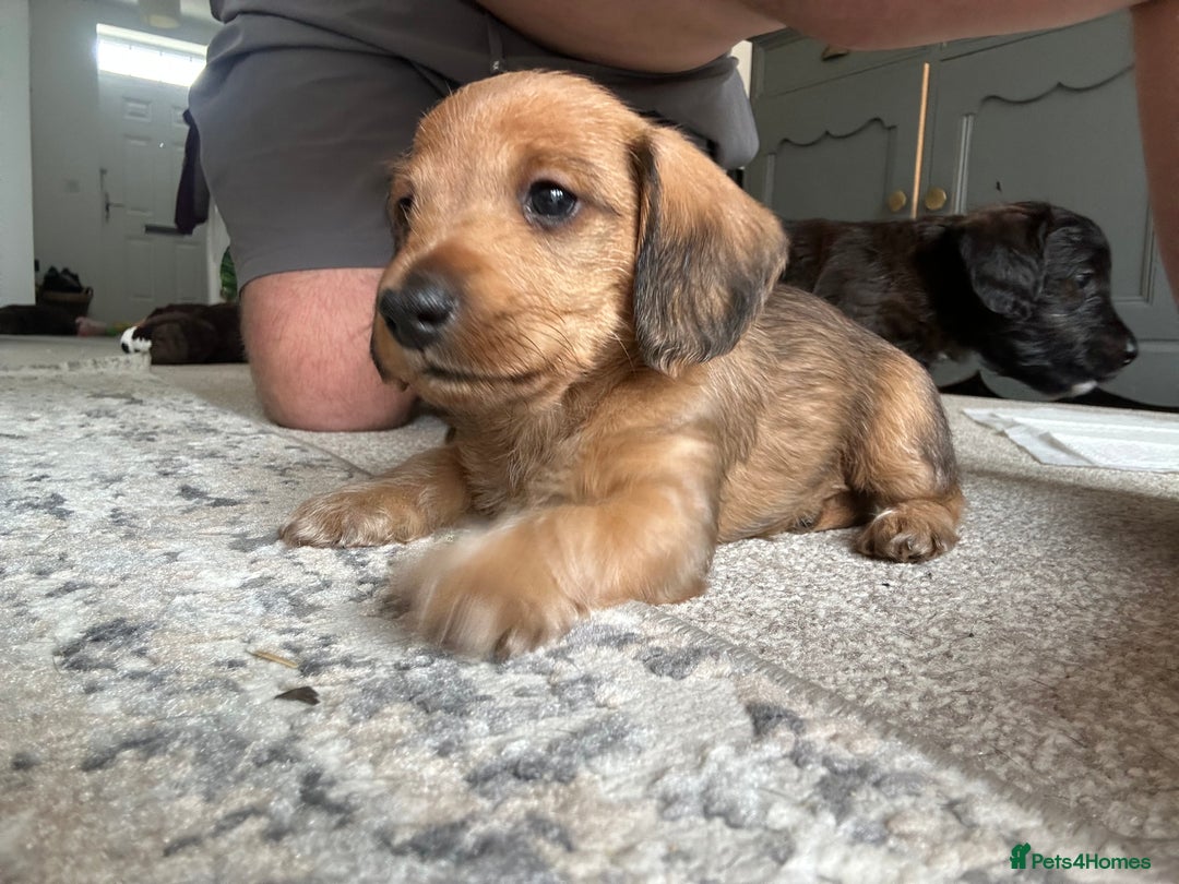 Mixed Breed dogs for sale: Doxiepoo puppys, Dachshund, Poodle - Image 6