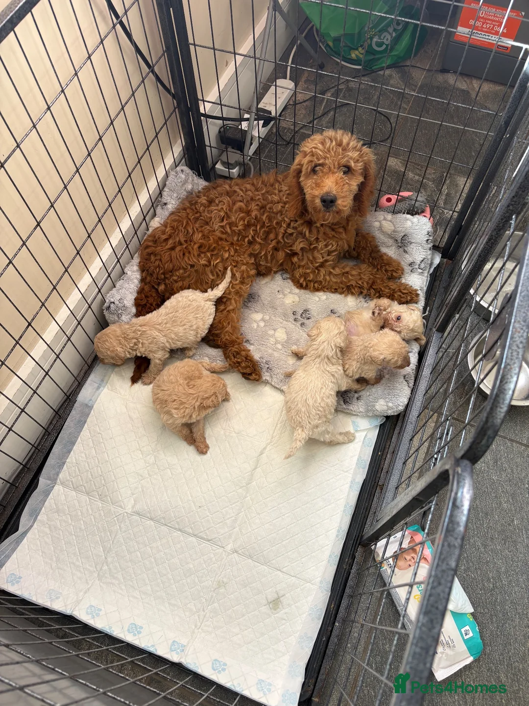 Cockapoo dogs for sale: F1b cockapoo - Advert 1