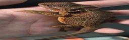 Bearded Dragon reptiles for sale: Red Monster blue bars and Hypos and Trans - Advert 4