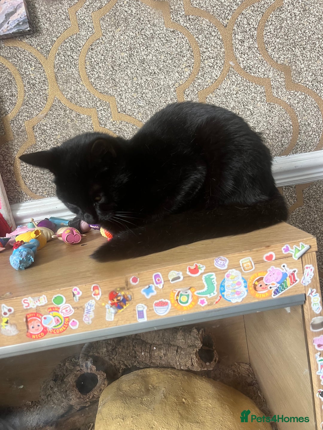 Bombay cats for sale: Bombay x birth shorthair - Image 7