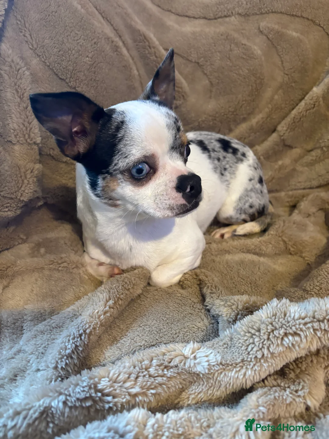 Mixed Breed dogs for sale: Boston terrier x pug  - Advert 2