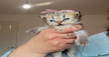 Persian cats - Advert 2