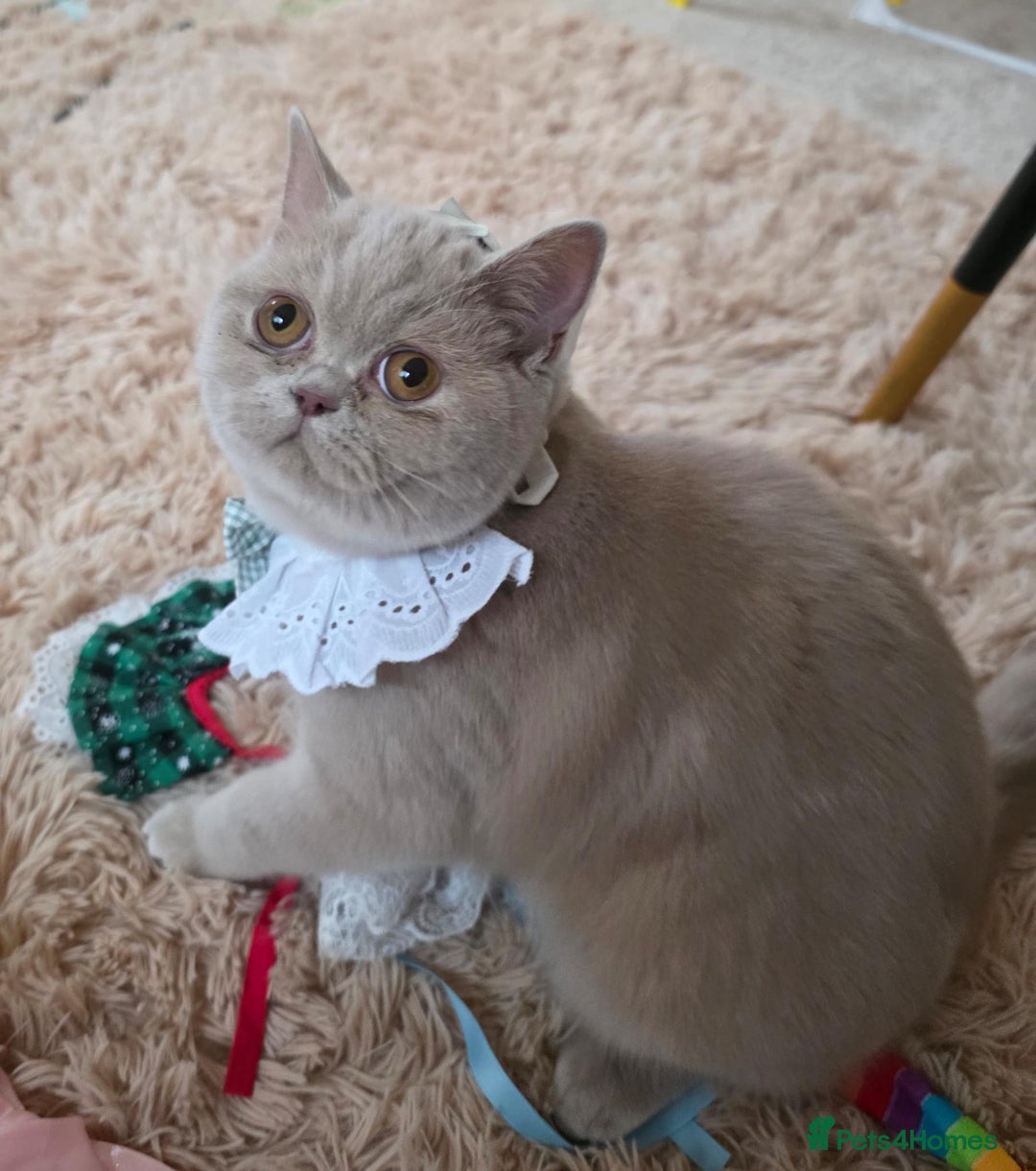 British Shorthair cats for sale: British Shorthair Pair for Sale – Pixey & Simba - Advert 2