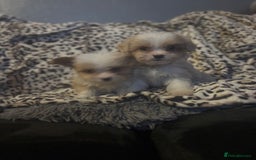 Mixed Breed dogs for sale: Chorkie-apso puppies  - Image 6