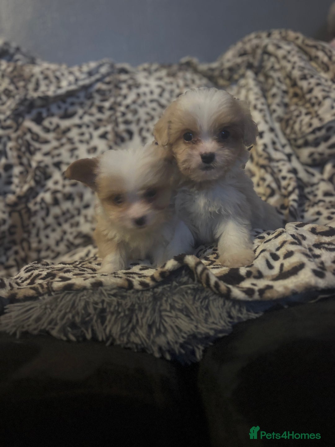 Mixed Breed dogs for sale: Chorkie-apso puppies  - Image 6
