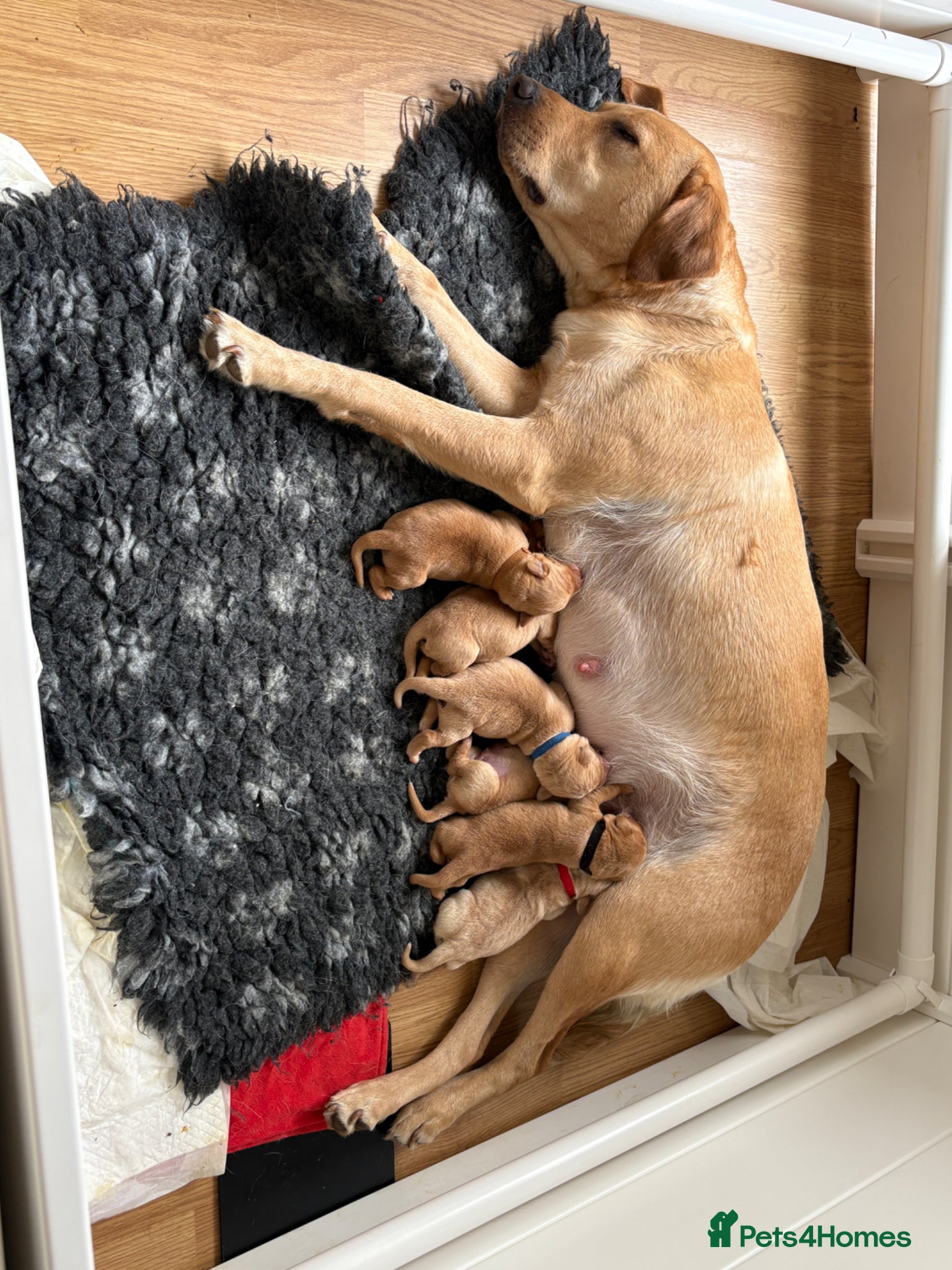 Labrador Retriever dogs Beautiful Labrador retriever puppies for sale - Advert 2