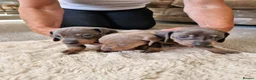 Miniature Dachshund dogs for sale: Miniture dashhound puppies in Driffield - Advert 10