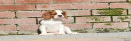 Cavalier King Charles Spaniel dogs for sale: Beautiful Cavalier King Charles Spaniel puppies - Advert 17