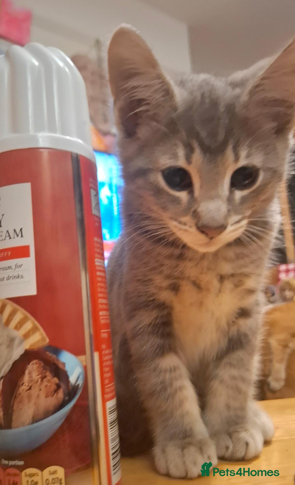 Mixed Breed cats for sale: Beautiful Kittens 😻 - Advert 2