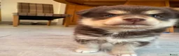 Pomsky dogs for sale: Beautiful brown Pomsky  - Advert 8