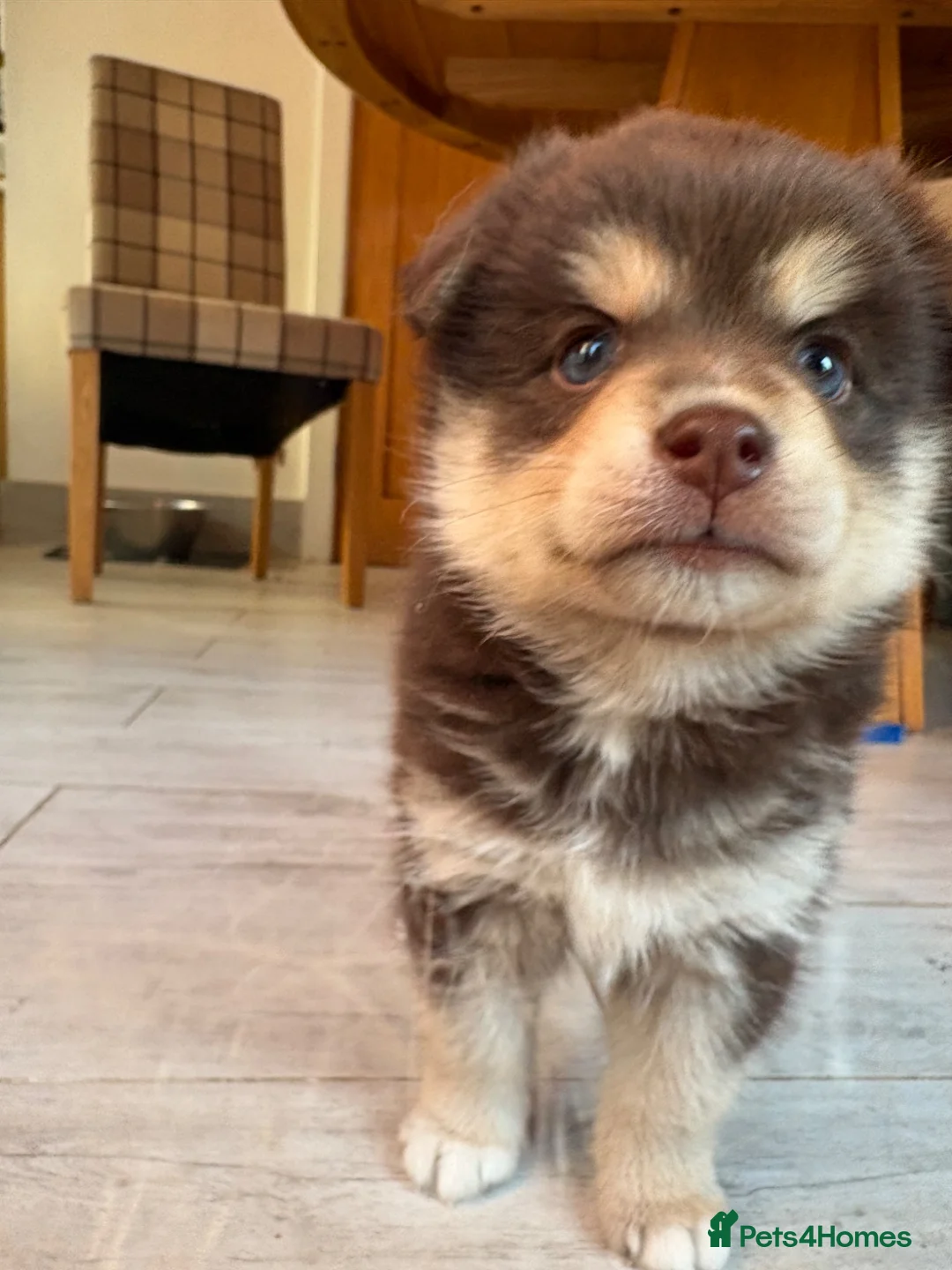 Pomsky dogs for sale: Beautiful brown Pomsky  - Advert 8