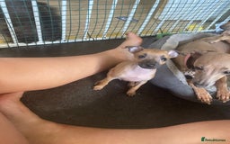 Italian Greyhound dogs for sale: Ready from next week Little Italian Greyhound pups - Image 1