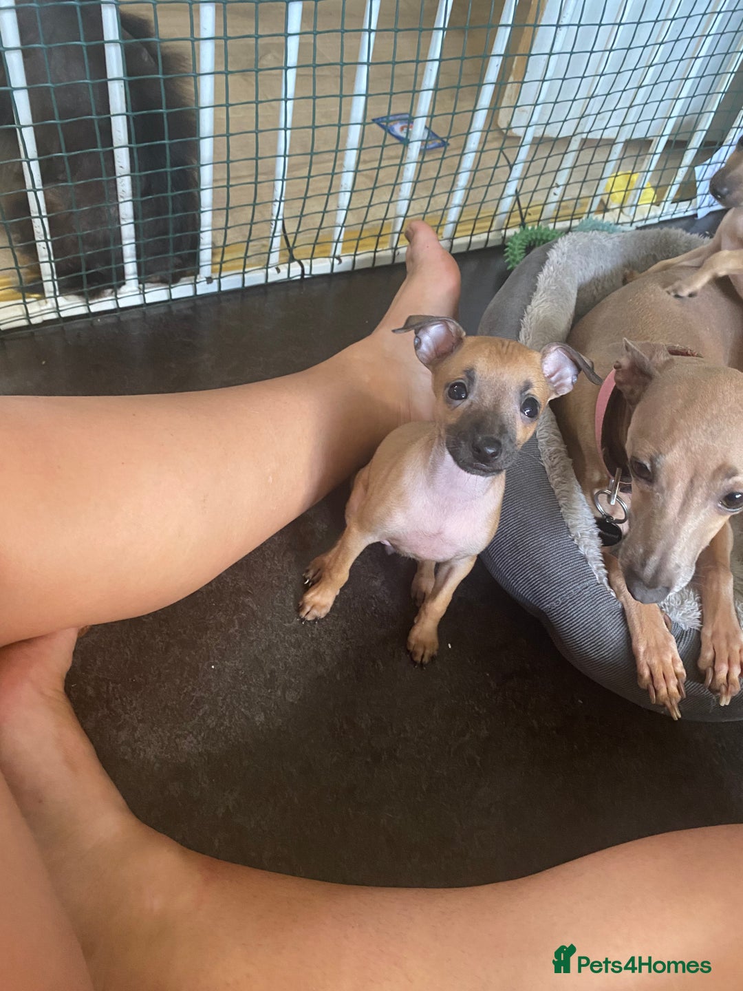 Italian Greyhound dogs for sale: Ready from next week Little Italian Greyhound pups - Image 1