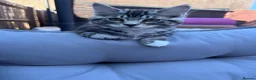 Mixed Breed cats for sale: 4 month boy kitten for sale  - Advert 2