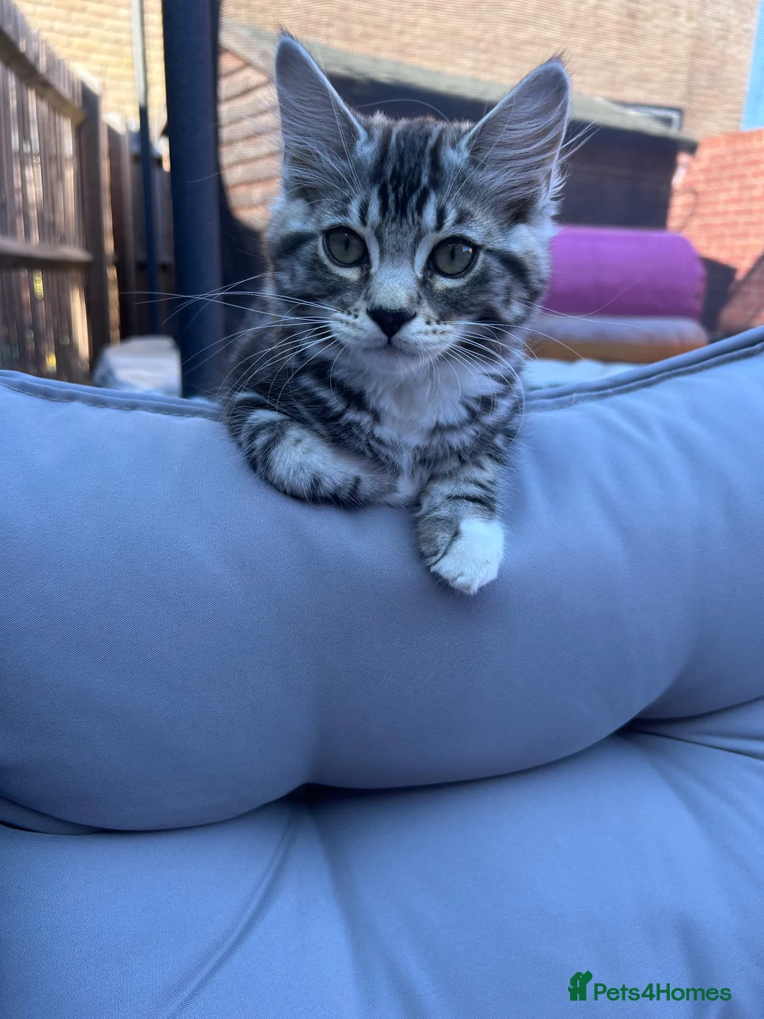 Mixed Breed cats for sale: 4 month boy kitten for sale  - Advert 2