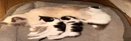 Ragdoll cats for sale: Ragdoll cross  - Advert 3