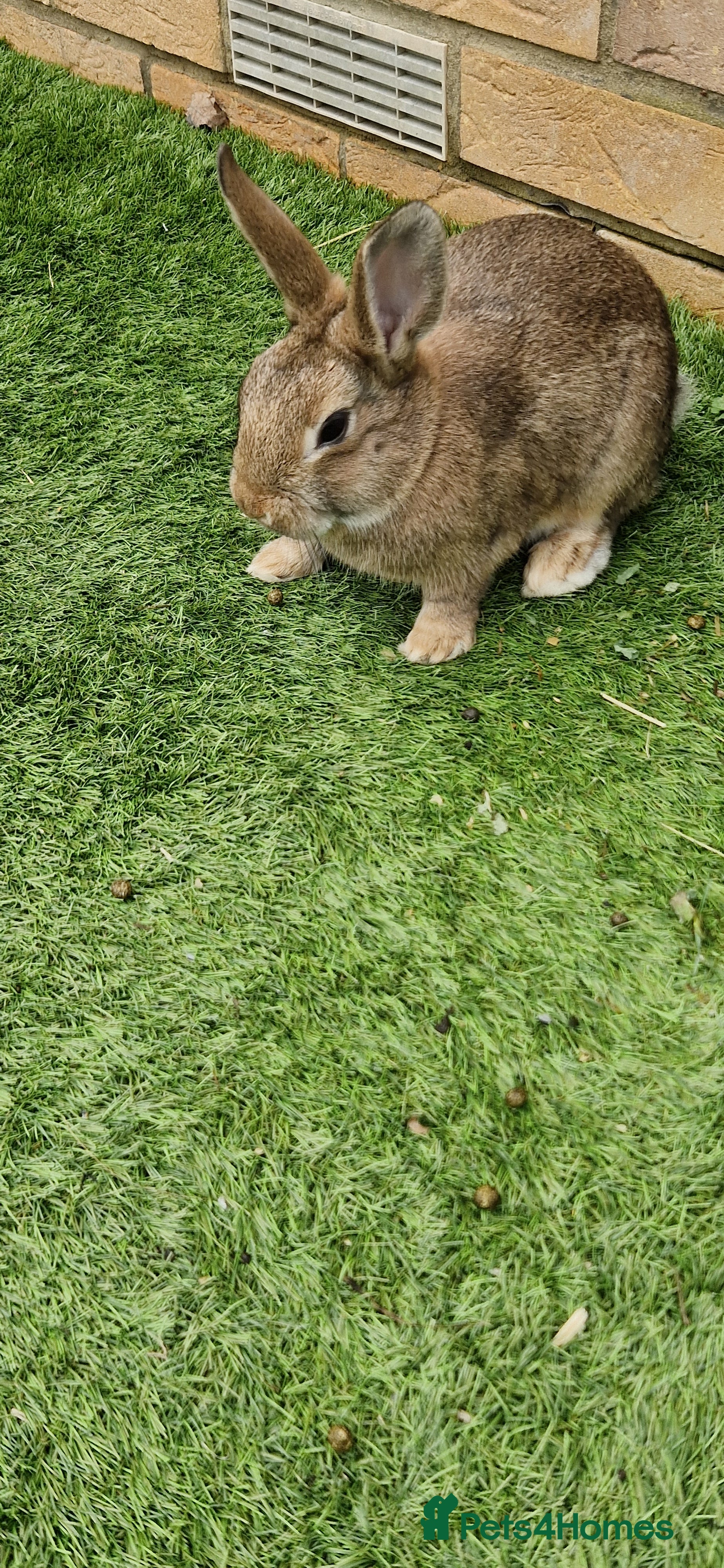 Mixed Breed rabbits   6 Gorgeous Ginger Male Bunnies for Sale 🐰 - Advert 15