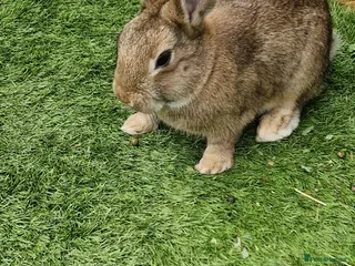 Mixed Breed rabbits 6 Gorgeous Ginger Male Bunnies for Sale 🐰 - Advert 15