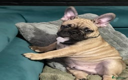 French Bulldog dogs for sale: KcFrenchiePup-HealthTestedParents-Lastone-Readynow in Derby - Image 7