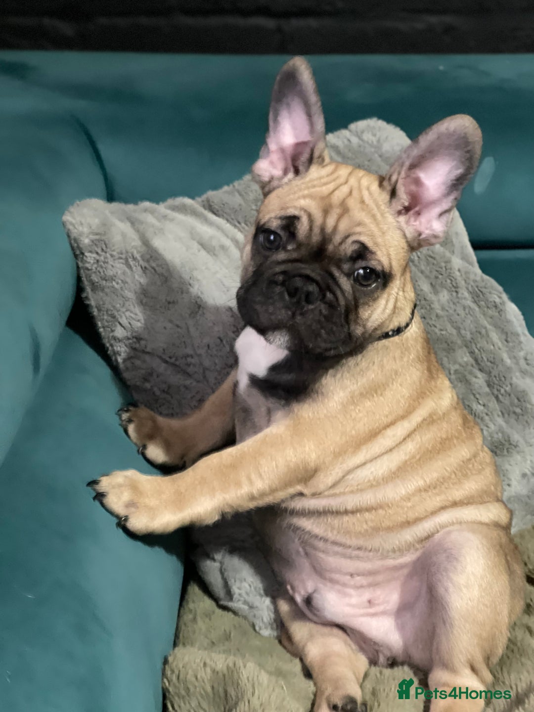 French Bulldog dogs for sale: KcFrenchiePup-HealthTestedParents-Lastone-Readynow in Derby - Image 7