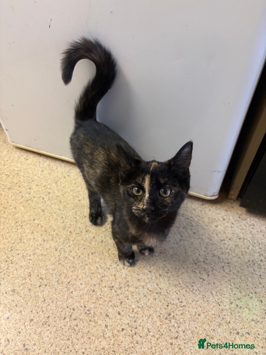 Mixed Breed cats for sale: Kittens for sale - Advert 8